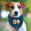 Branded Pet Bandana from BMPM®